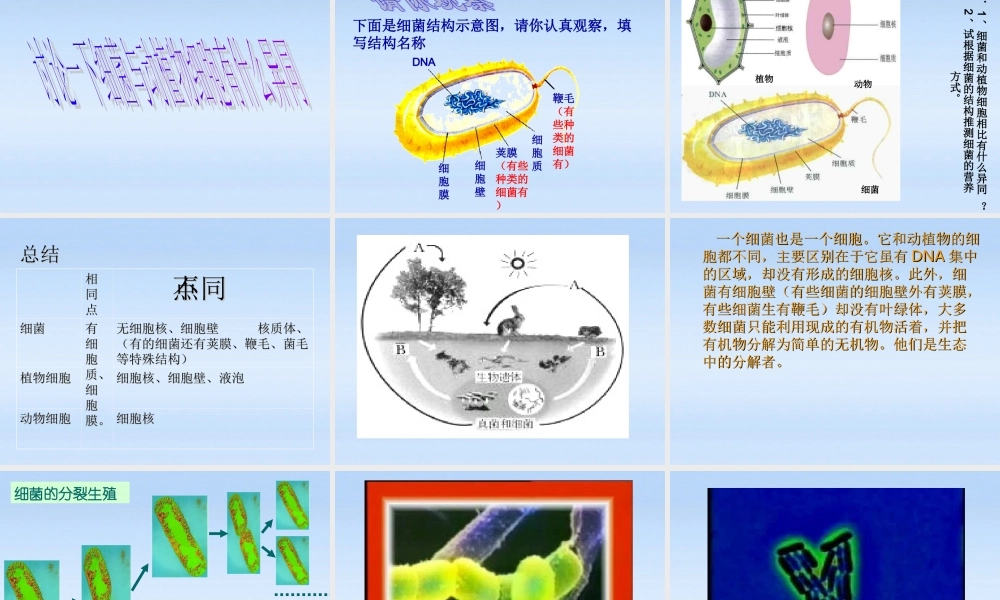 八年级生物上册 第五单元第四章第二节课件 人教新课标版 课件