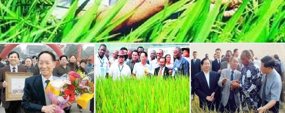 八年级语文上册 8(杂交水稻之父 袁隆平)图片课件 语文版 课件