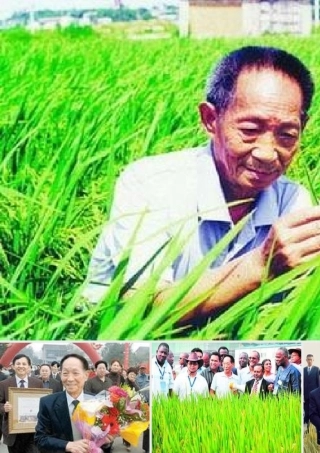 八年级语文上册 8(杂交水稻之父 袁隆平)图片课件 语文版 课件