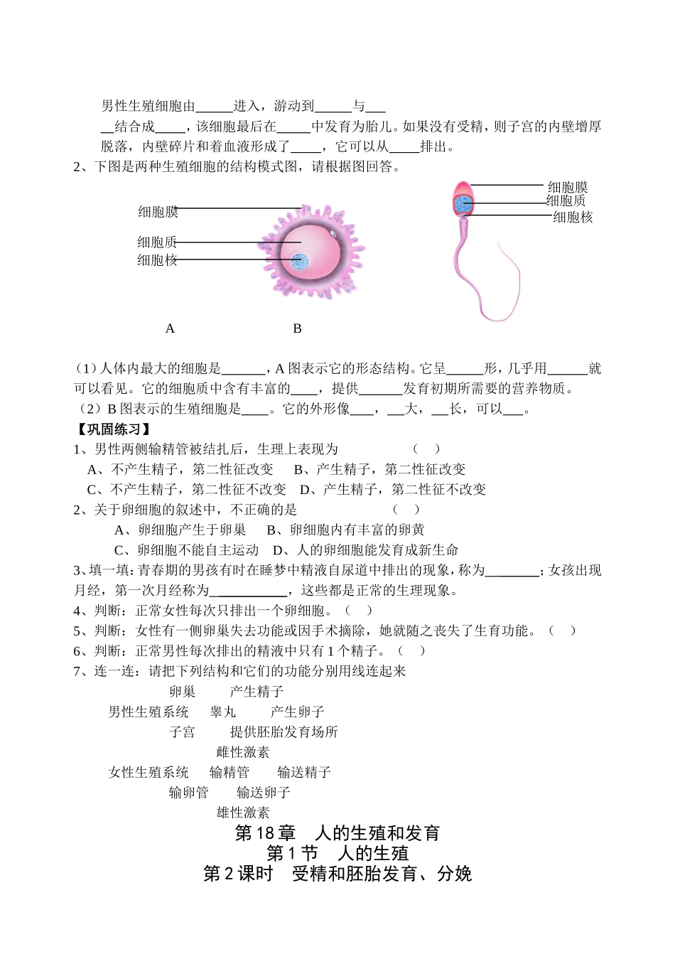 18.1人体的生殖(2课时)_第2页