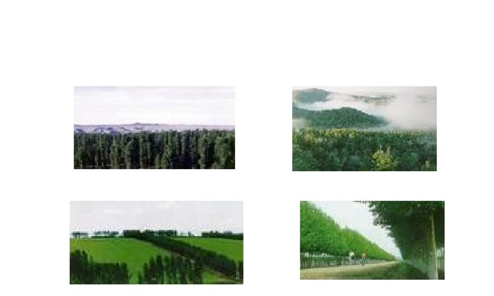 八年级英语 Lesson42 The Great Green Wall课件