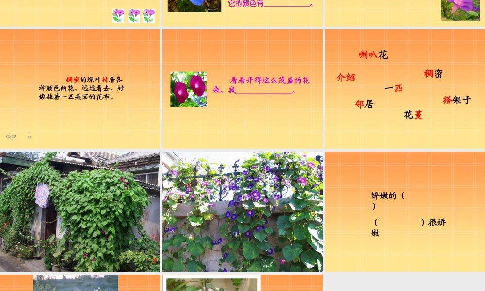 小学语文二年级课件-喇叭花-沪教版