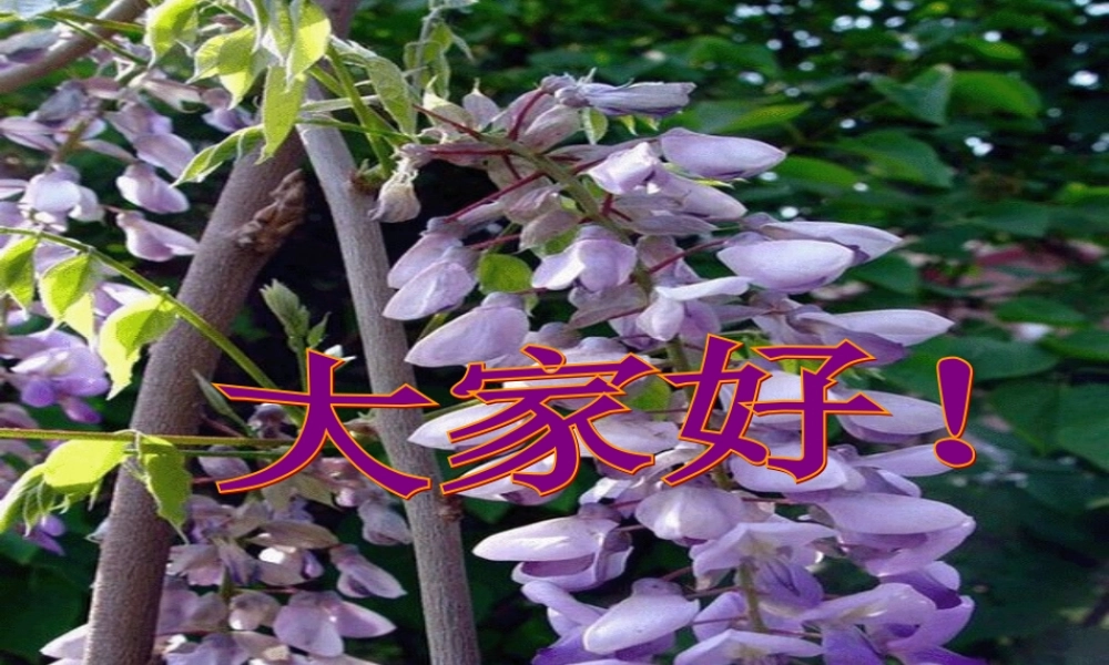 八年级语文上册 (紫藤萝瀑布)课件 河大版 课件