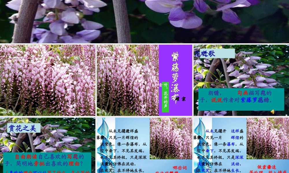 八年级语文上册 (紫藤萝瀑布)课件 河大版 课件