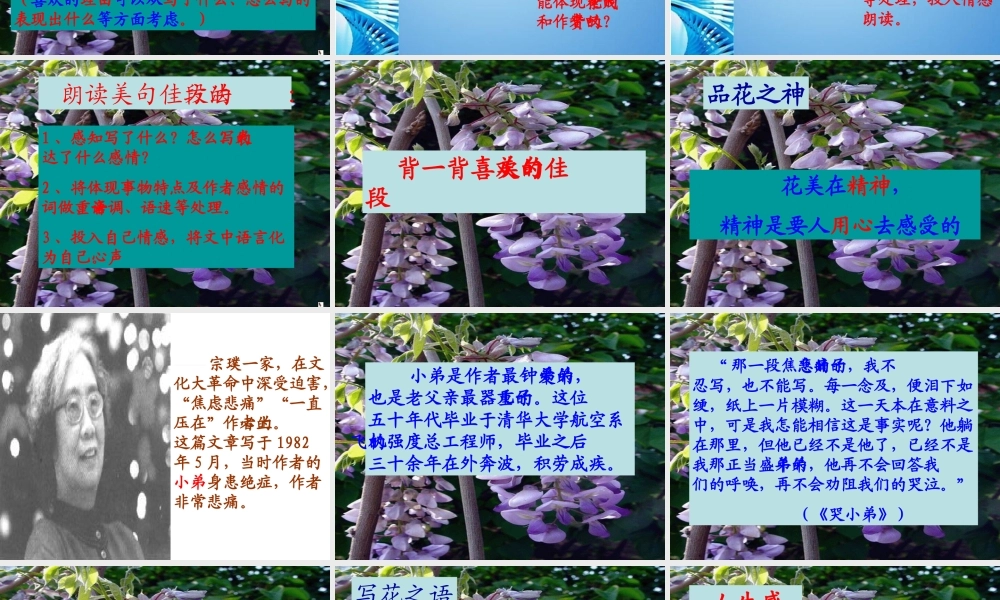 八年级语文上册 (紫藤萝瀑布)课件 河大版 课件