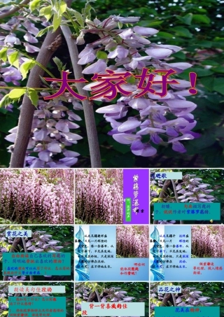 八年级语文上册 (紫藤萝瀑布)课件 河大版 课件