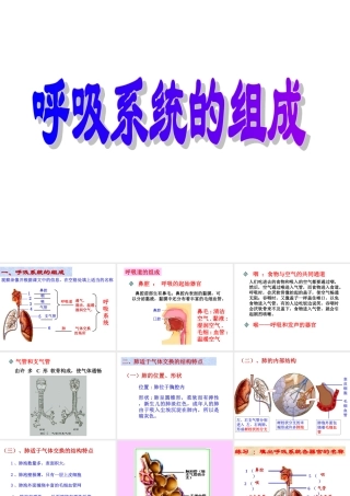 呼吸系统的组成