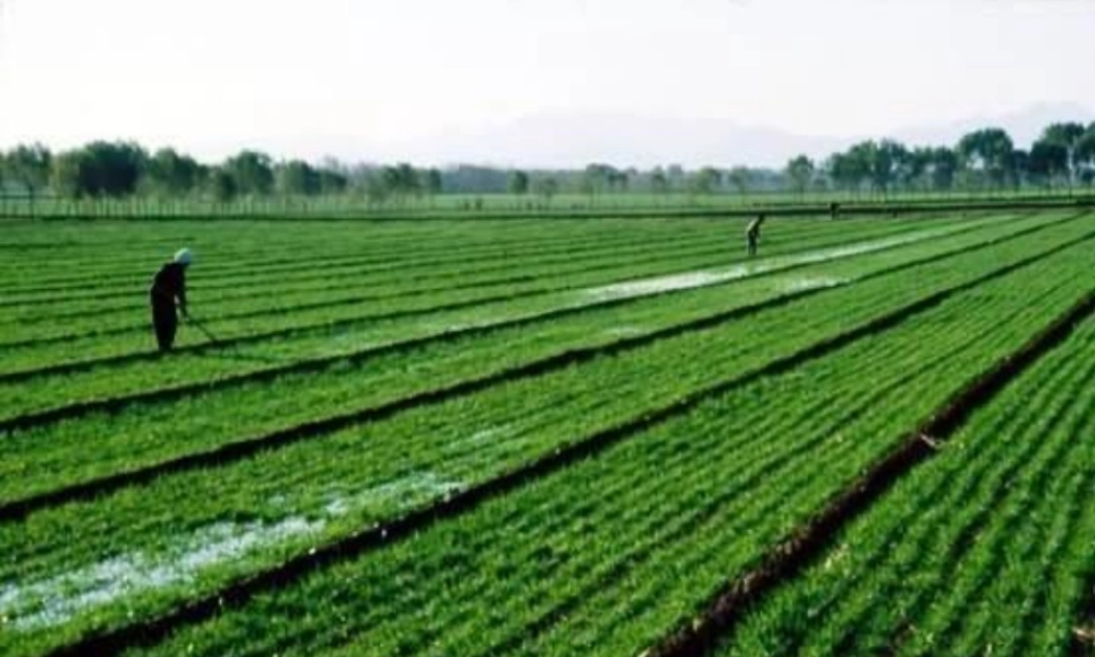 燕子PPT课件上课