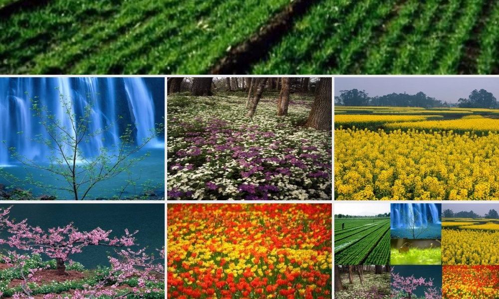 燕子PPT课件上课