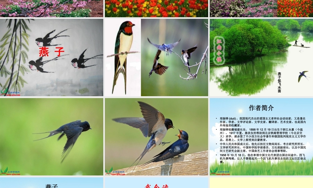 燕子PPT课件上课