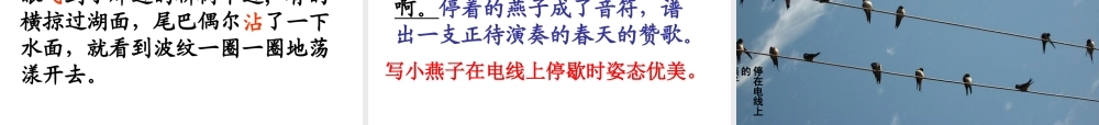 燕子PPT课件上课