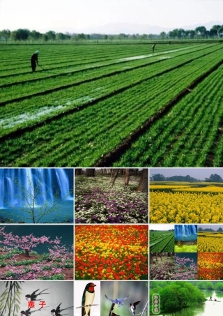 燕子PPT课件上课