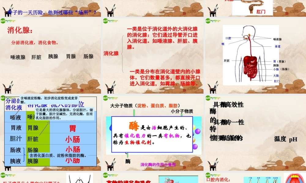 八年级科学上册 食物的消化和吸收课件 华师大版 课件