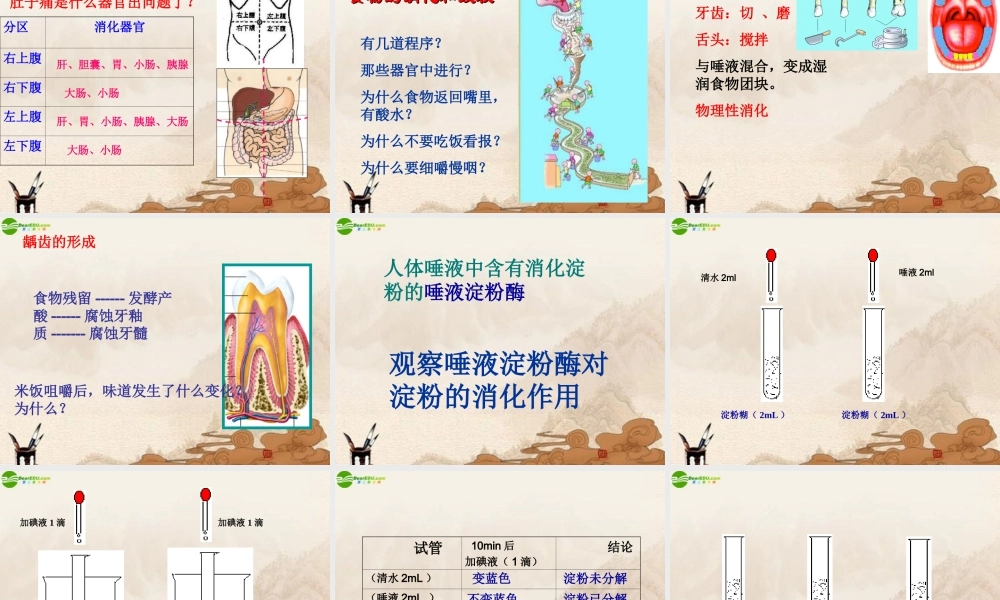 八年级科学上册 食物的消化和吸收课件 华师大版 课件