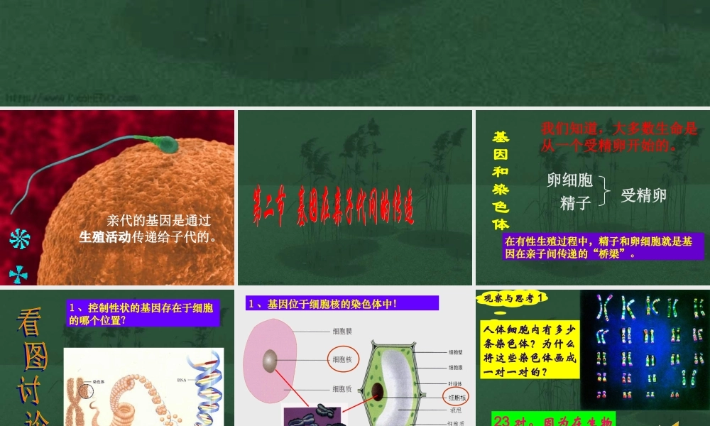 基因在亲子代间的传递八年级生物课件示例二 课件
