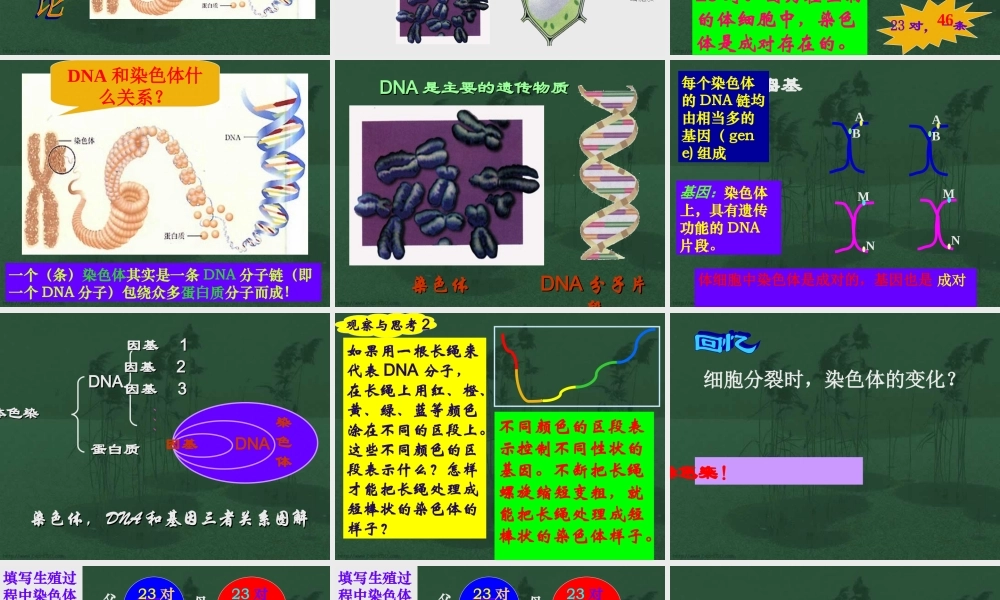 基因在亲子代间的传递八年级生物课件示例二 课件