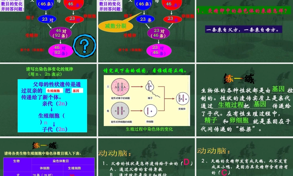 基因在亲子代间的传递八年级生物课件示例二 课件