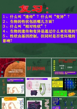 基因在亲子代间的传递八年级生物课件示例二 课件