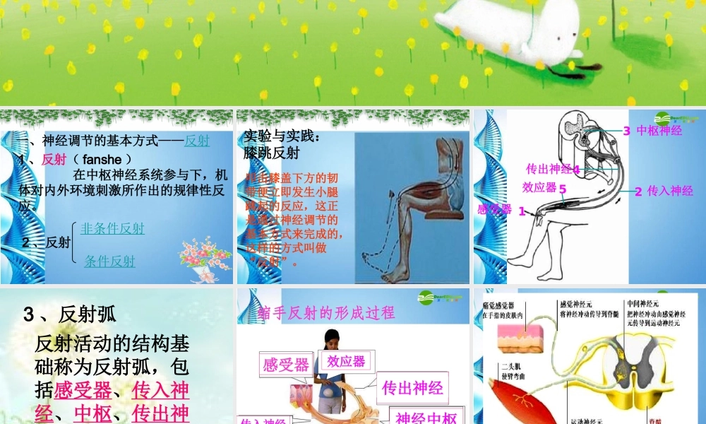 八年级生物 第一学期(试验本)第2章 第二节 神经系统 神经调节的基本方式课件 上海版 课件