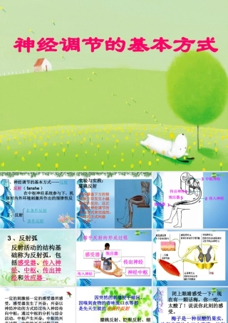 八年级生物 第一学期(试验本)第2章 第二节 神经系统 神经调节的基本方式课件 上海版 课件