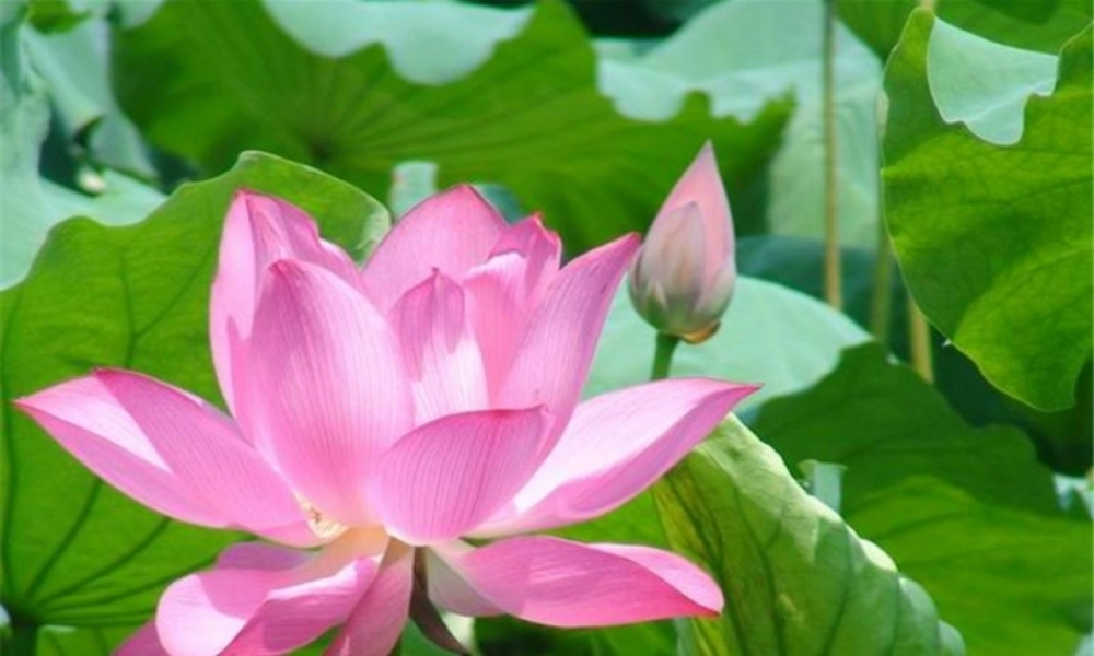 荷叶圆圆gongkaike