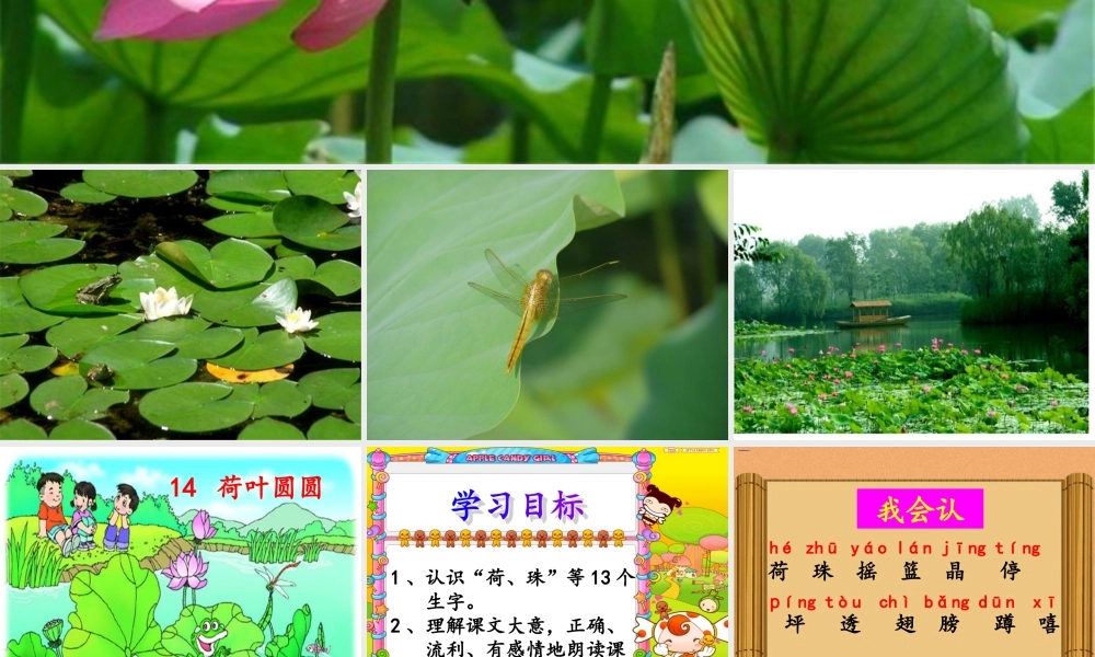 荷叶圆圆gongkaike