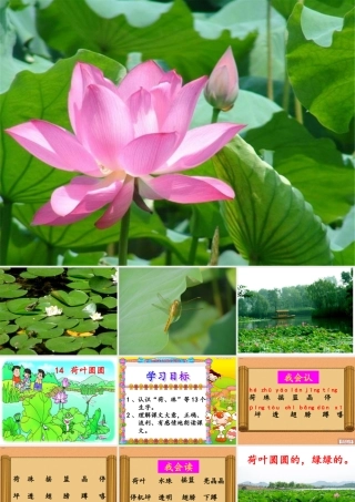 荷叶圆圆gongkaike