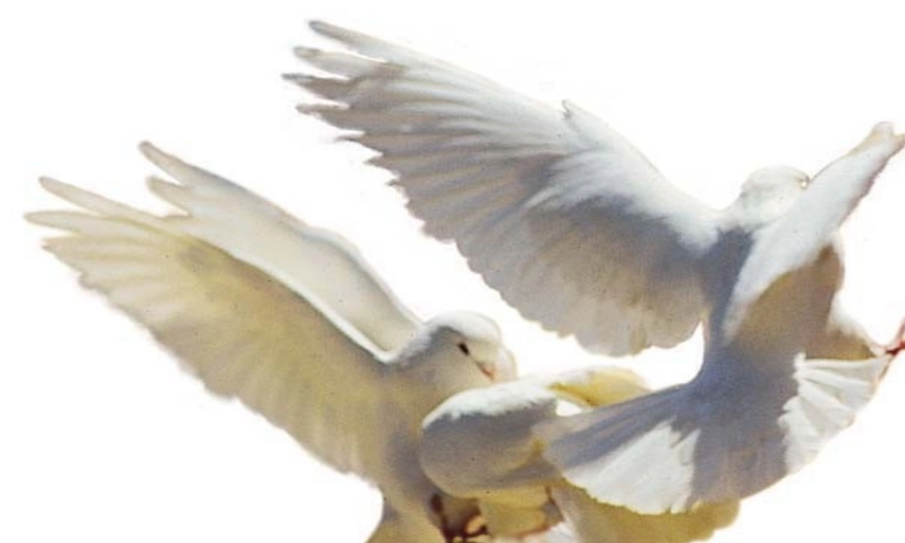 七年级语文生命 生命课件2 新课标 人教版 课件