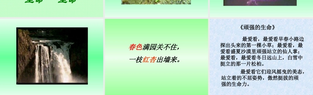 七年级语文生命 生命课件2 新课标 人教版 课件