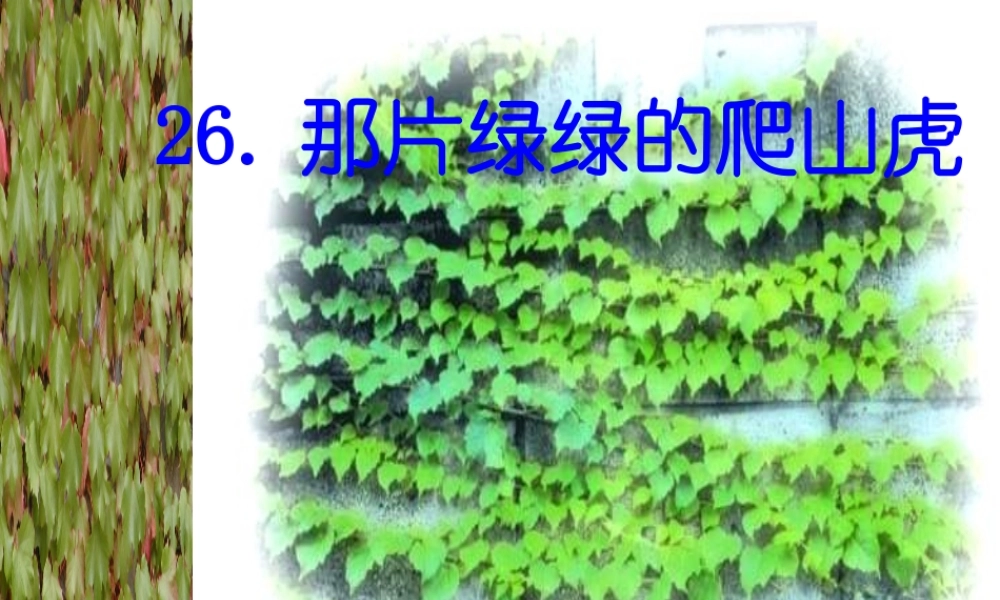 26《那片绿绿的爬山虎》