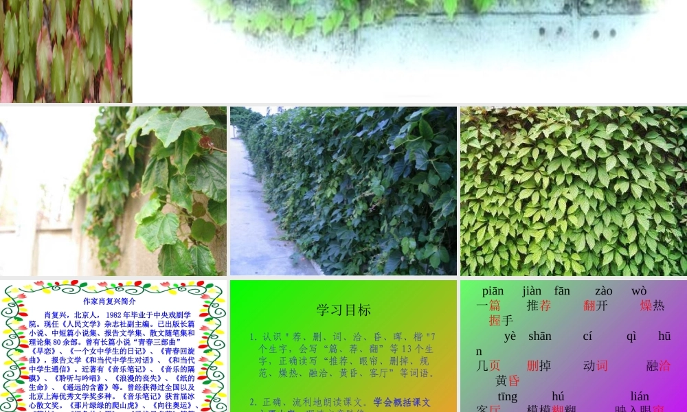 26《那片绿绿的爬山虎》