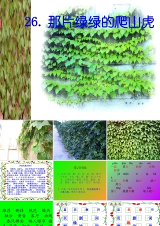 26《那片绿绿的爬山虎》