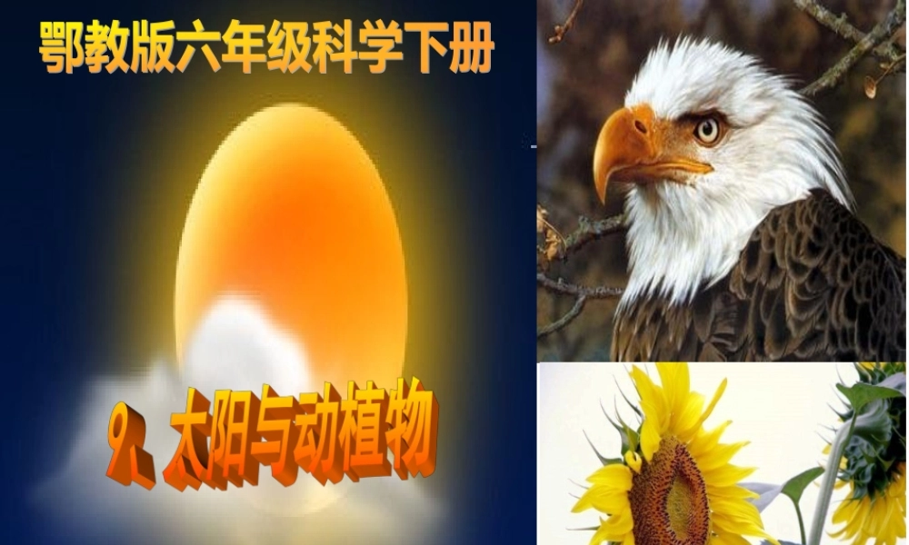 9太阳与动植物-(2)