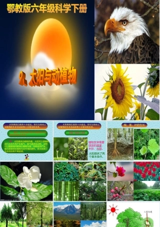 9太阳与动植物-(2)