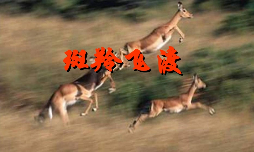 中学七年级语文下册 27 斑羚飞渡课件 新人教版 课件