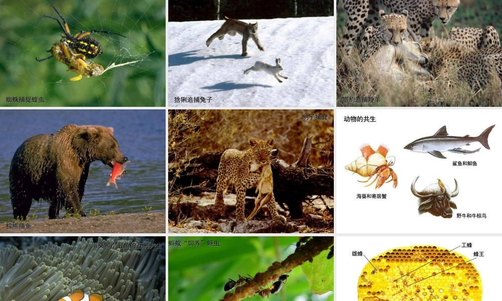 七年级生物上册 环境对生物的影响课件 人教新课标版 课件