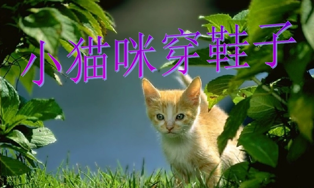 《小猫咪穿鞋子》温艳华