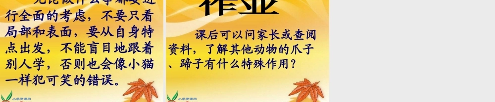 《小猫咪穿鞋子》温艳华