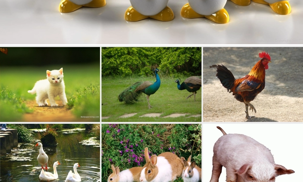 写一种你喜欢的动物