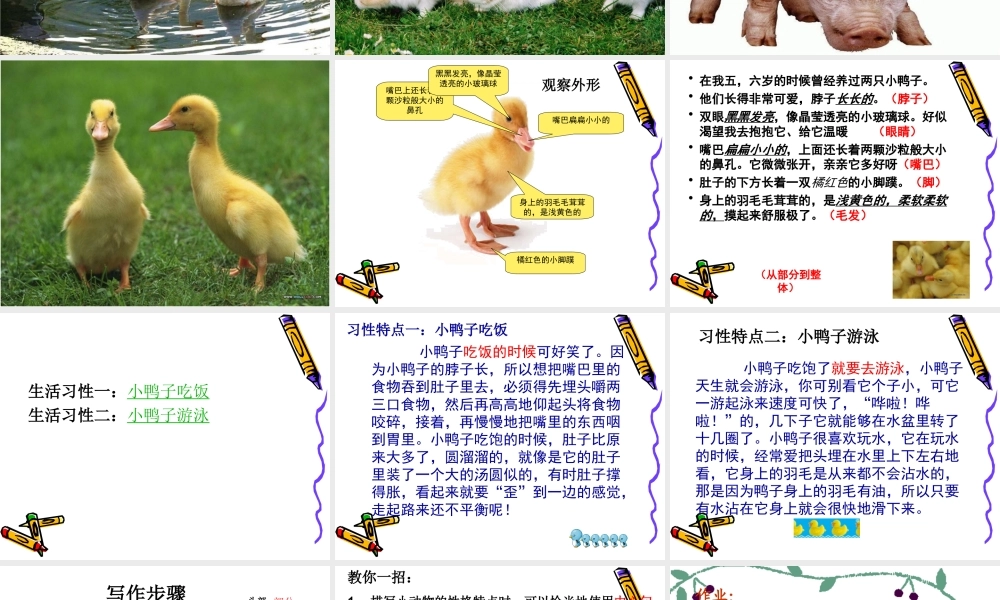 写一种你喜欢的动物