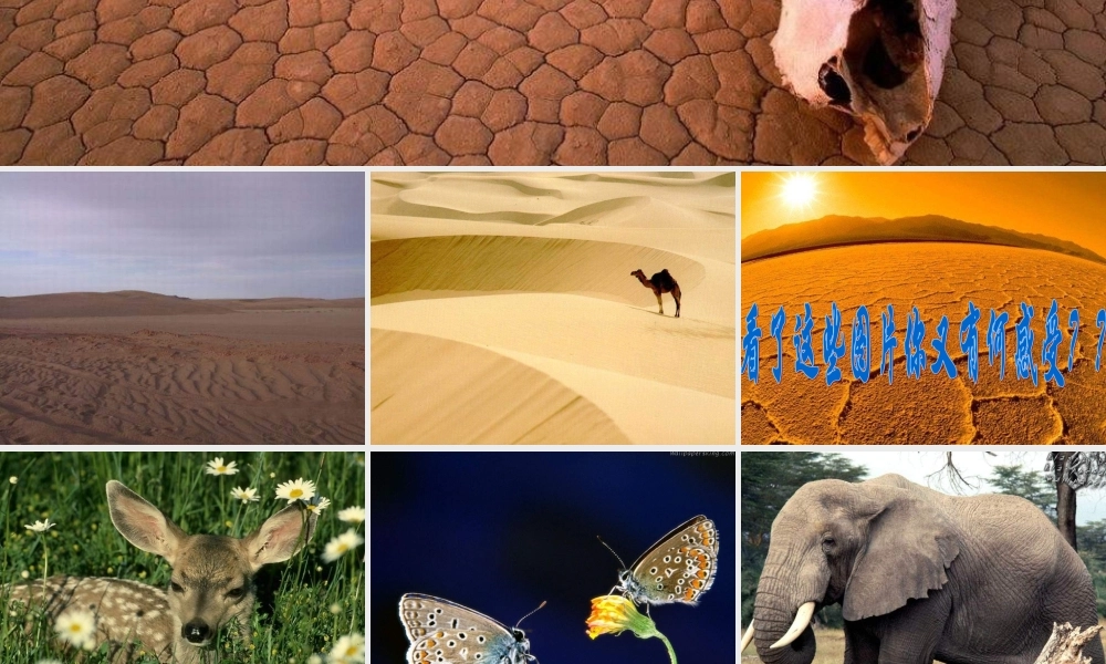 湘教版思品八上《感悟生命》课件之一