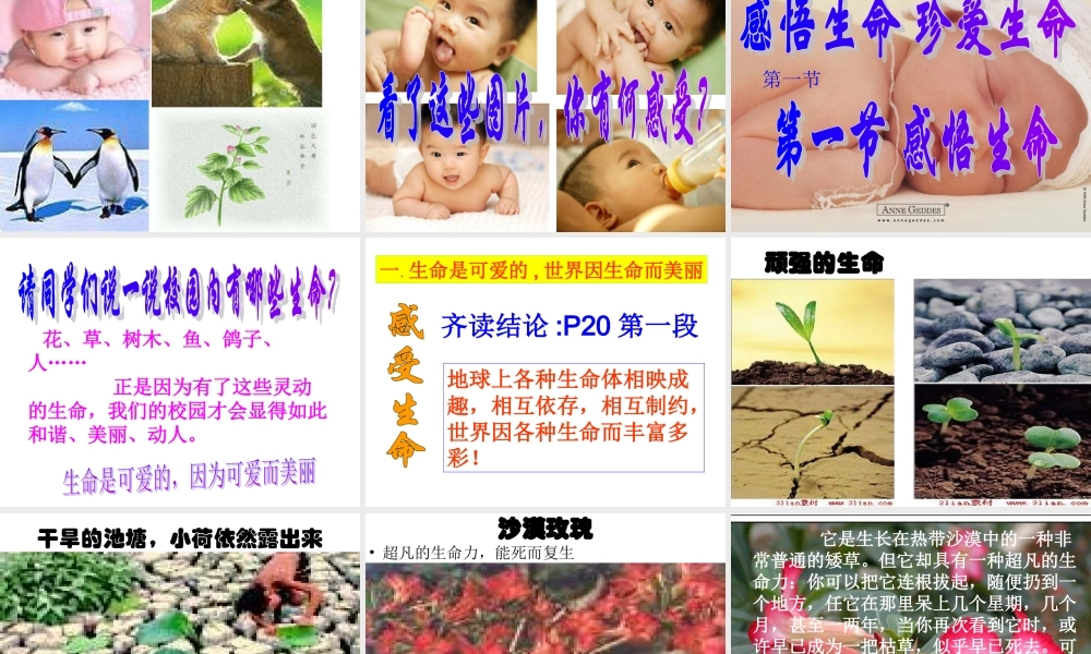 湘教版思品八上《感悟生命》课件之一