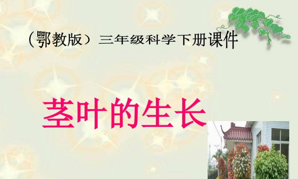 《茎叶的生长》课件