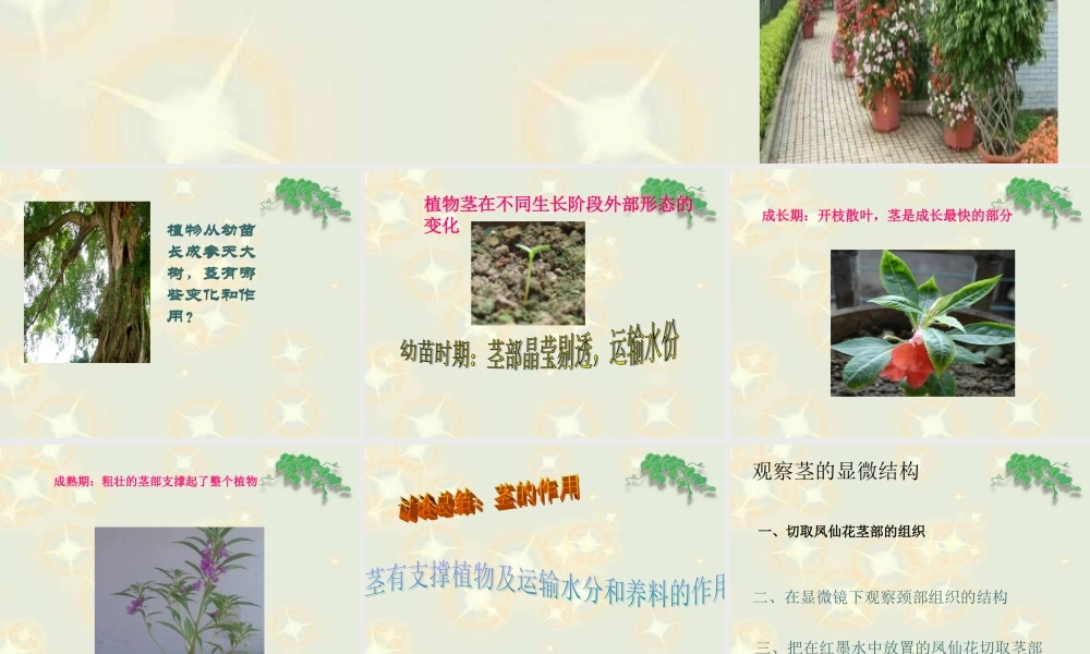 《茎叶的生长》课件