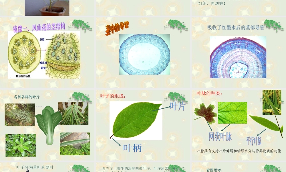 《茎叶的生长》课件