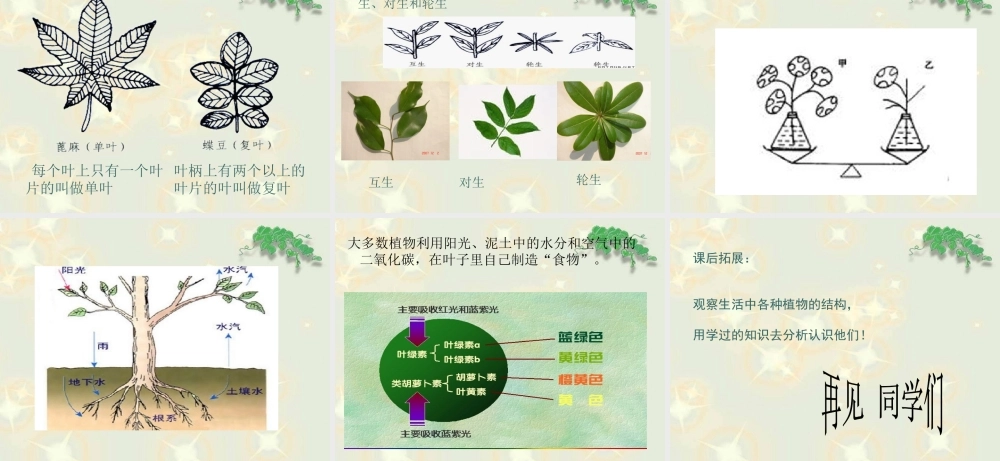 《茎叶的生长》课件