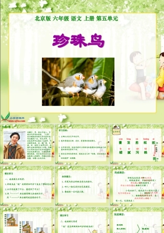 六年级语文_珍珠鸟_1