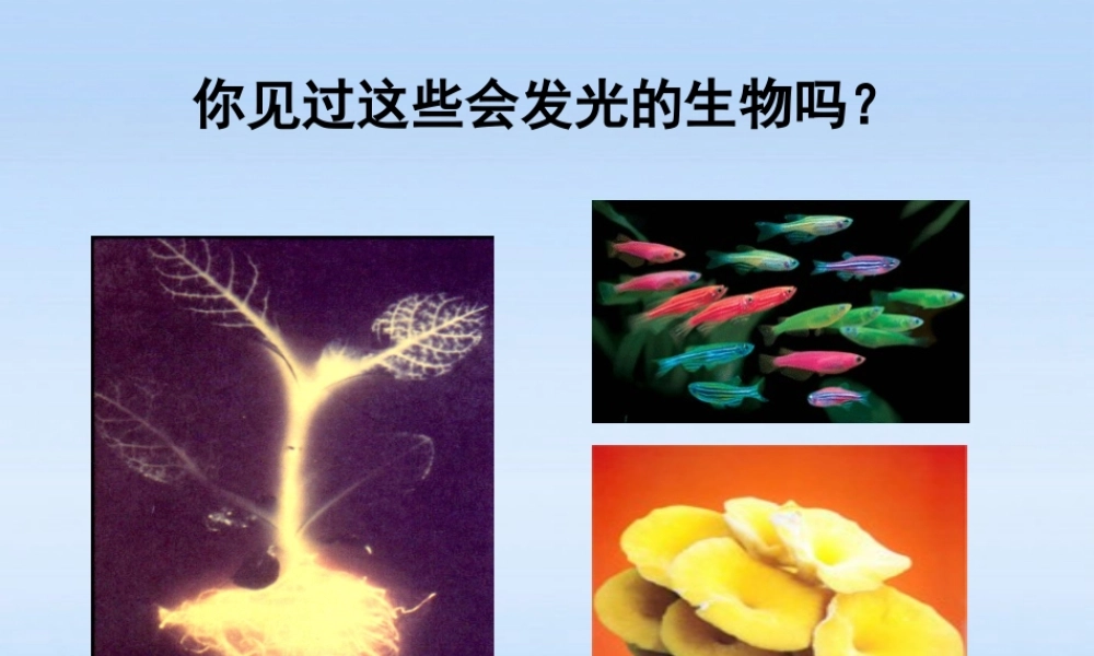 八年级生物下册 25.2现代生物技术课件 北师大版 课件