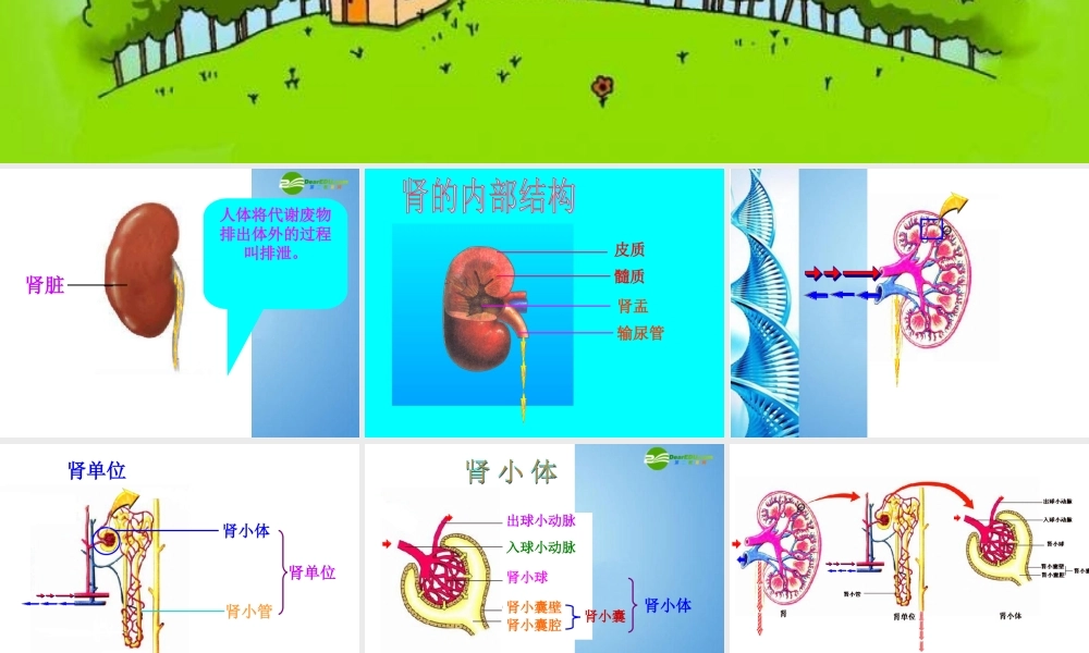 七年级生物下册 第三单元第四章第一节尿的形成和排出课件 济南版 课件