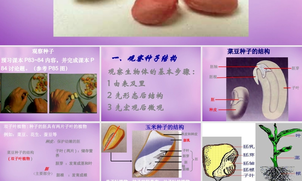 中学七年级生物上册 3.1.2 种子植物课件 新人教版